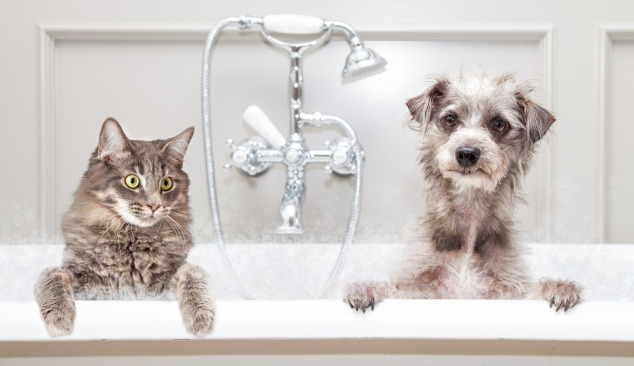 Hoe kies je een bad-douchekraan - waar te beginnen?